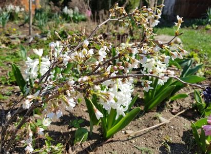 Prunus Kojo no mai