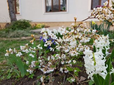 Prunus Kojo no Mai