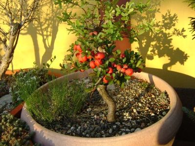 21 mart. 2020 - Gutui japonez, bonsai; 24C
