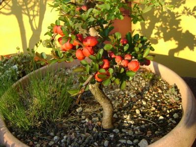 21 mart. 2020 - Gutui japonez, bonsai; 24C
