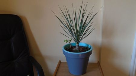 Yucca rostrata