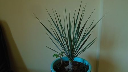 Yucca rostrata