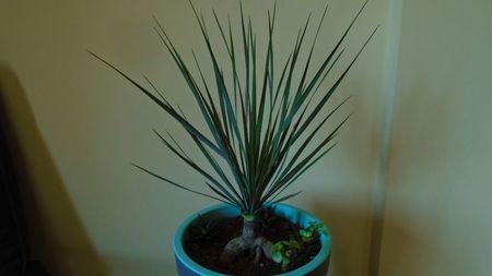 Yucca rostrata