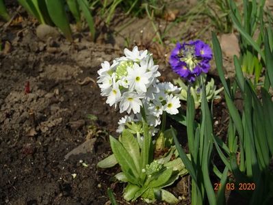 primula denticulata Prom White si Prom Lilac