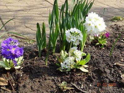primula denticulata Prom White, Prom Lilac si Prom Rubin