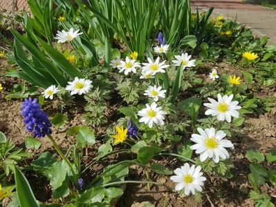 Anemone white splendor