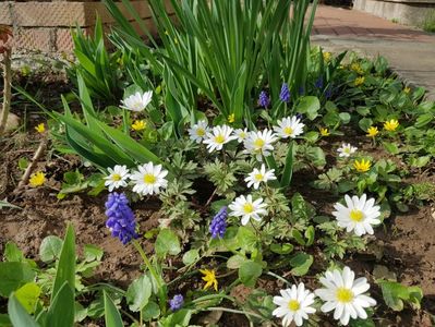 Anemone White Splendor