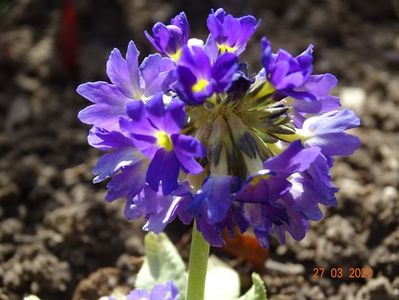 primula denticulata Prom Lilac