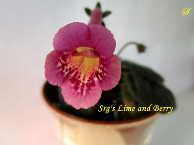 Srg s Lime and Berry(30-03-2020)