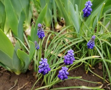 30 martie, muscari