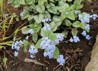 Brunnera macrophylla Jack Frost