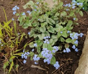 Brunnera macrophylla Jack Frost