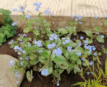 Brunnera macrophylla Jack Frost