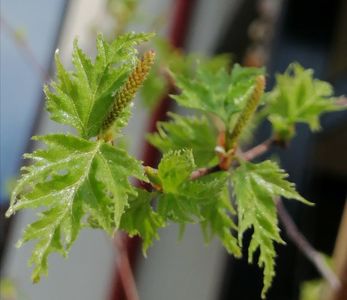 Betula pendula Crispa,primele frunzulite...