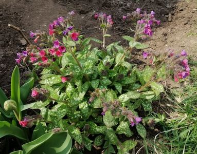 Pulmonaria-Victorian-Brooch