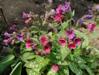 Pulmonaria-Victorian-Brooch