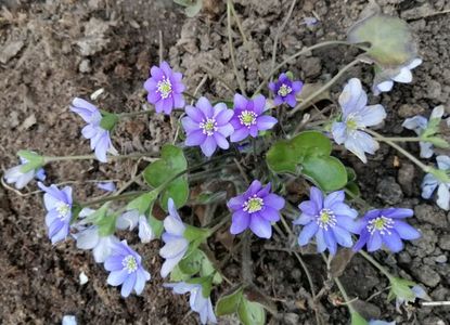 hepatica americana