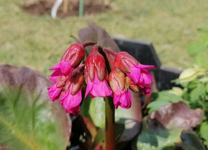 bergenia_wintermarchen