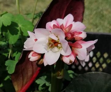 Bergenia-Dragonfly-Sakura, primele flori