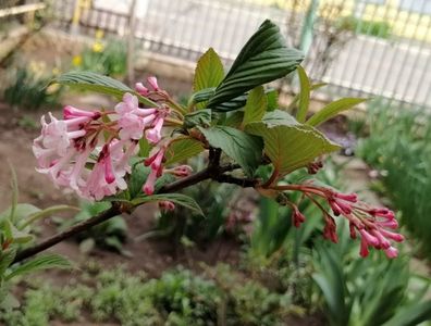 viburnum bodnantense