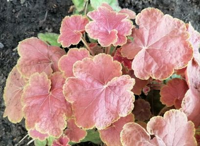 heuchera