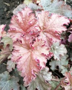 heuchera ginger peach