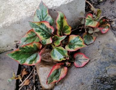 Houttuynia cordata Chamaelon
