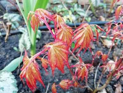 un alt Acer Orange Dream