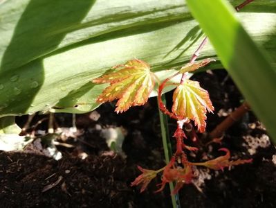 Acer Butterfly