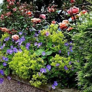 geranium-alchemilla; Infloreste continuu din luna mai pana la primul ger, ca niciun alt geranium albastru, producand mase abundente de flori albastru-violet.

In gradina ocupa un spatiu de 50cm inaltime cu 60cm latime, se
