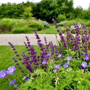salvia-purple-rain-geranium-rozanne