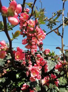 Chaenomeles "Pink Lady"