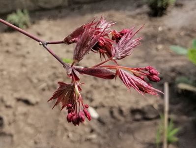 acer palmatum corallinum