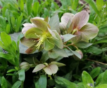 Helleboruss sternii Silver Dollar