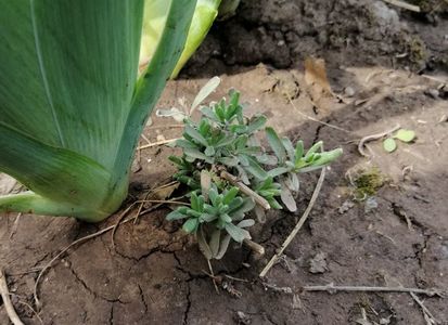 pui de lavanda