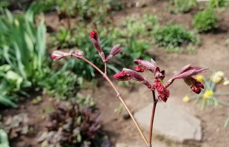 acer palmatum corallinum