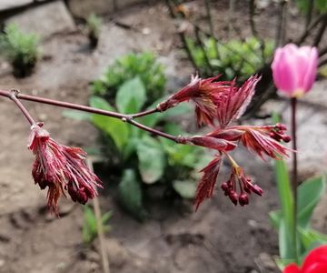 acer palmatum corallinum