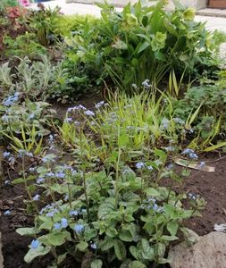 brunnera jack frost+hakonechloa