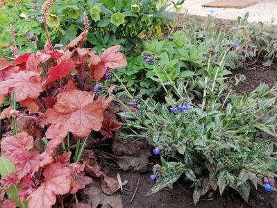 heucherella redstone falls+pulmonaria longifolia EB Anderson+helleborus_yellow_lady