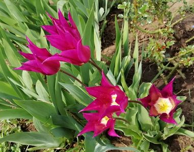 lalele lily flowered purple dream