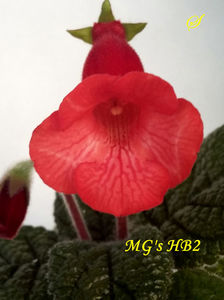MG s HB2(6-04-2020)