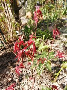 Acer Atropurpureum