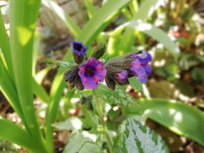 Pulmonaria Silverado