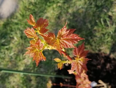 Acer rubrum Shocking Gold