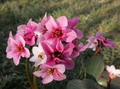 Bergenia-Dragonfly-Sakura