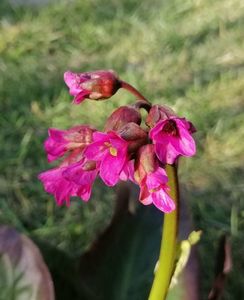 bergenia_wintermarchen