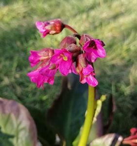 bergenia_wintermarchen