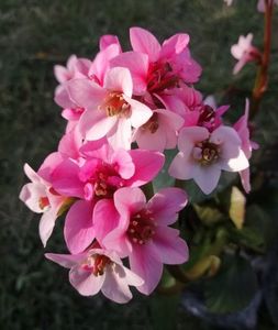 Bergenia-Dragonfly-Sakura