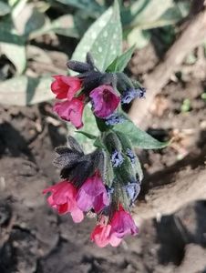 pulmonaria raspberry splash