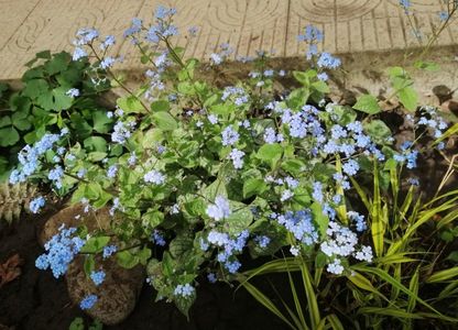 9 04 Brunnera macrophylla Jack Frost